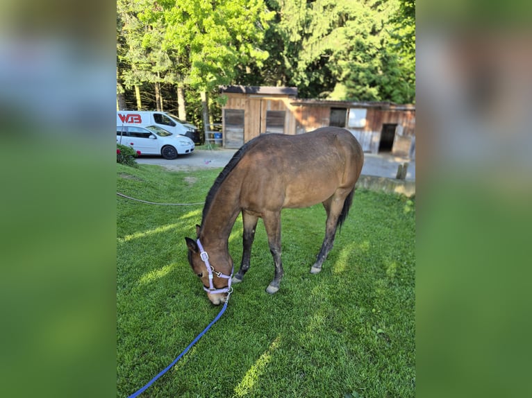 American Quarter Horse Mare 2 years 14,2 hh Chestnut-Red in Hitzendorf