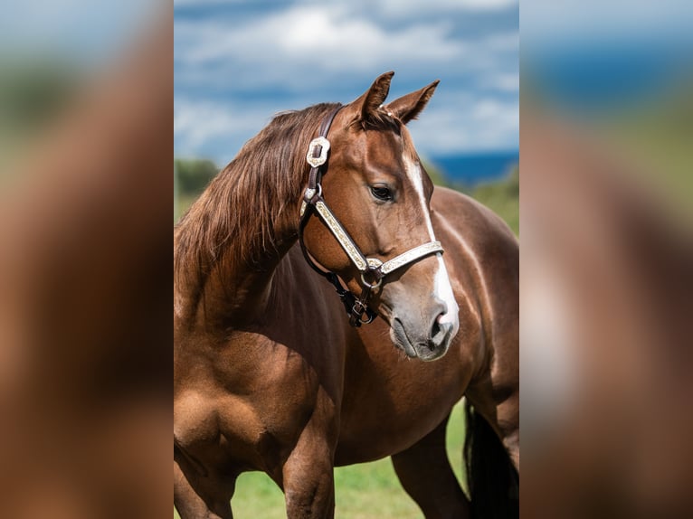 American Quarter Horse Mare 2 years 14,2 hh Chestnut in Weiden in der Oberpfalz
