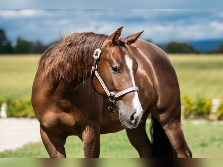 American Quarter Horse Mare 2 years 14,2 hh Chestnut in Weiden in der Oberpfalz