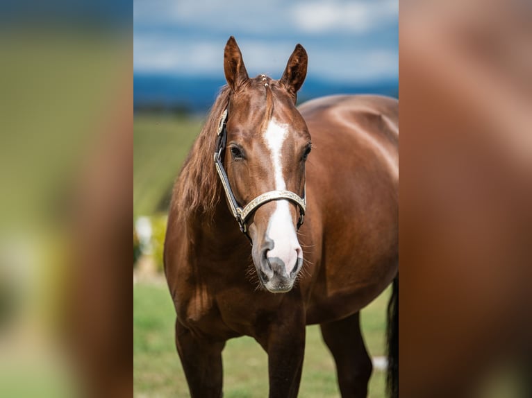 American Quarter Horse Mare 2 years 14,2 hh Chestnut in Weiden in der Oberpfalz