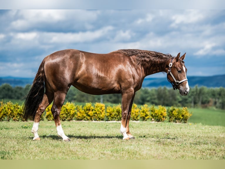 American Quarter Horse Mare 2 years 14,2 hh Chestnut in Weiden in der Oberpfalz