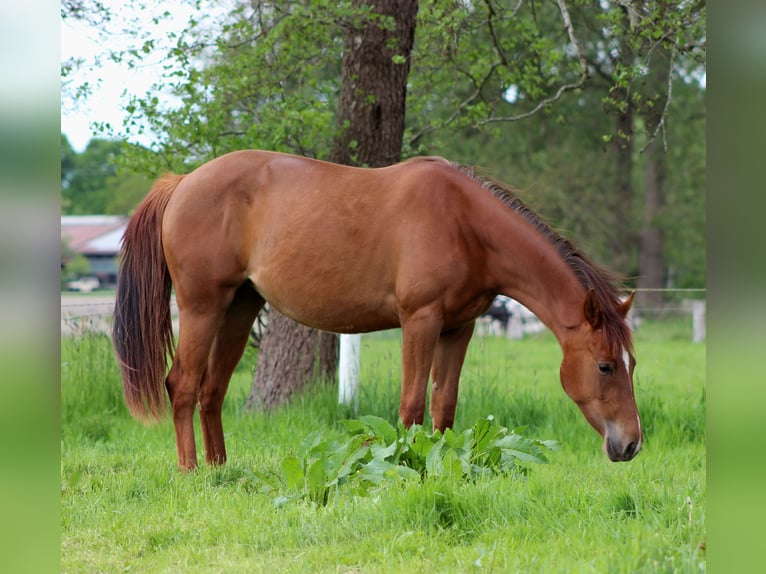 American Quarter Horse Mare 2 years 14,2 hh Chestnut in Stade