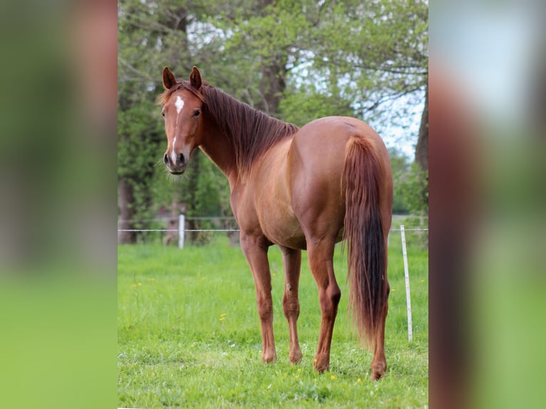 American Quarter Horse Mare 2 years 14,2 hh Chestnut in Stade