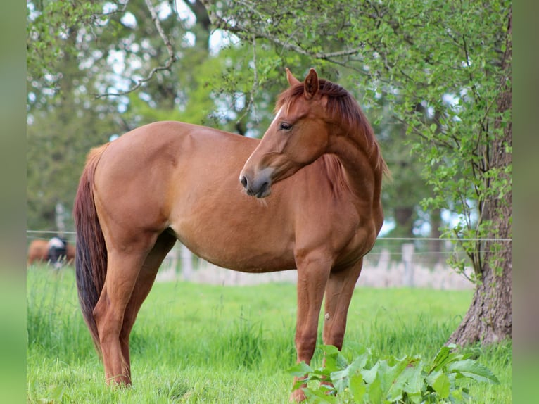 American Quarter Horse Mare 2 years 14,2 hh Chestnut in Stade