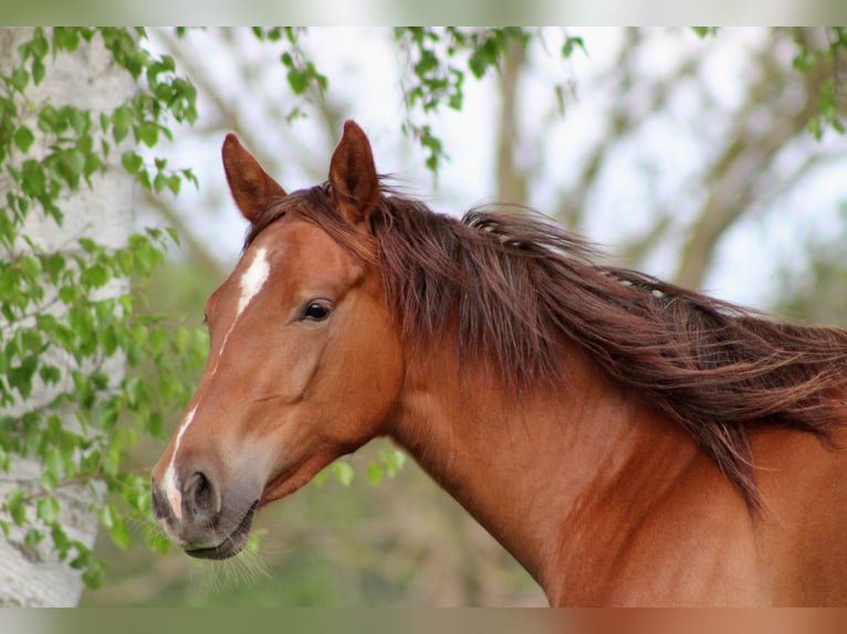 American Quarter Horse Mare 2 years 14,2 hh Chestnut in Stade
