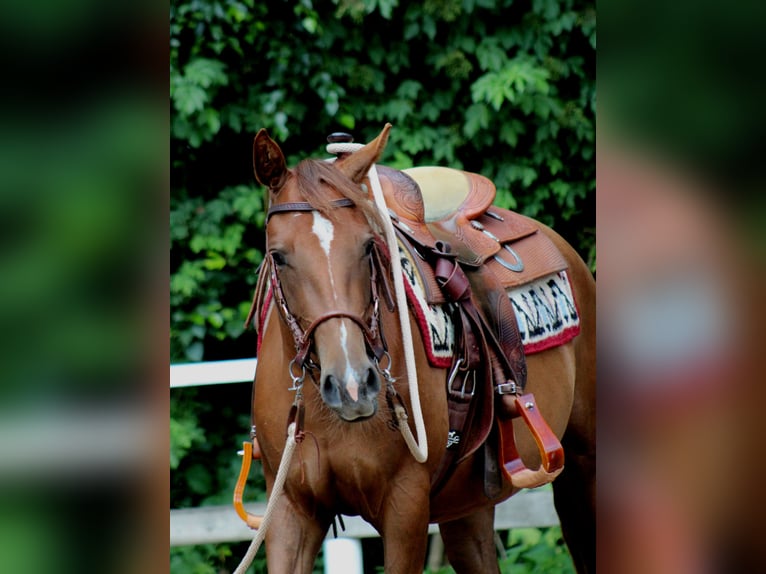 American Quarter Horse Mare 2 years 14,2 hh Chestnut in Stade