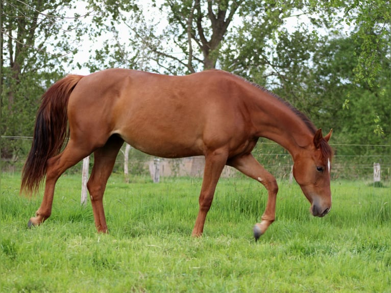 American Quarter Horse Mare 2 years 14,2 hh Chestnut in Stade