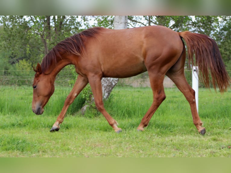 American Quarter Horse Mare 2 years 14,2 hh Chestnut in Stade