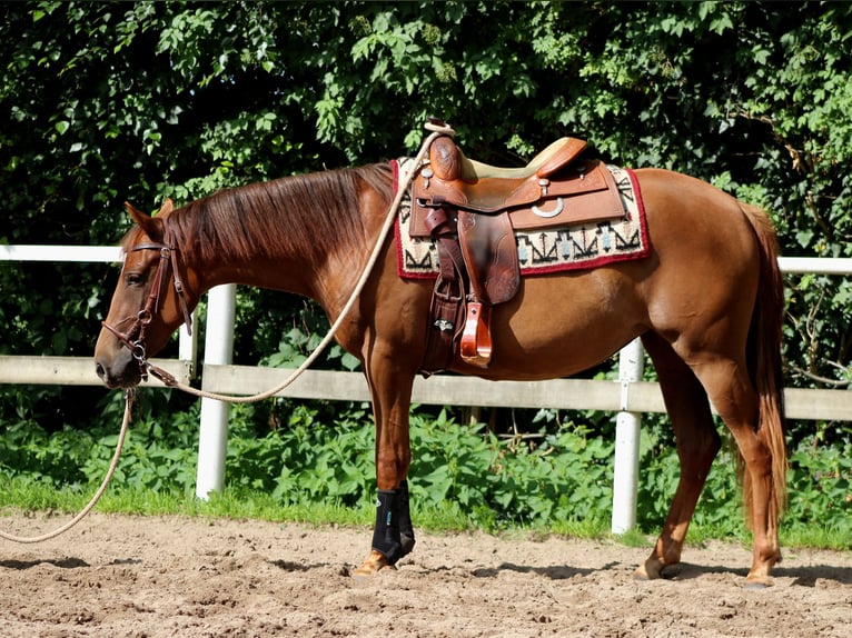 American Quarter Horse Mare 2 years 14,2 hh Chestnut in Stade
