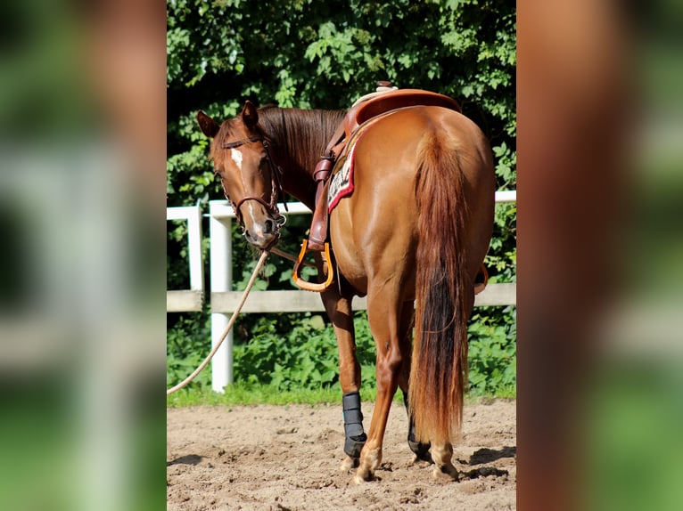 American Quarter Horse Mare 2 years 14,2 hh Chestnut in Stade