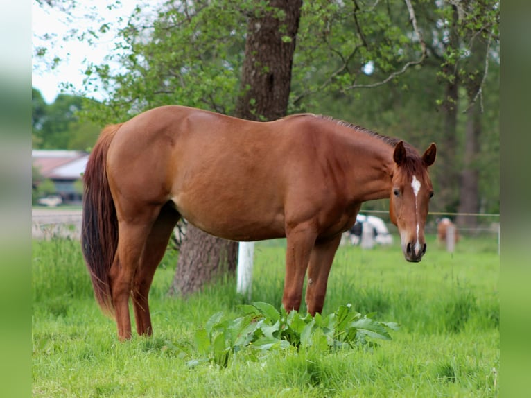 American Quarter Horse Mare 2 years 14,2 hh Chestnut in Stade
