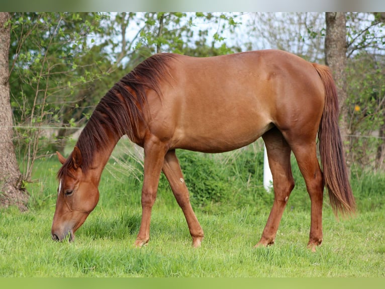 American Quarter Horse Mare 2 years 14,2 hh Chestnut in Stade