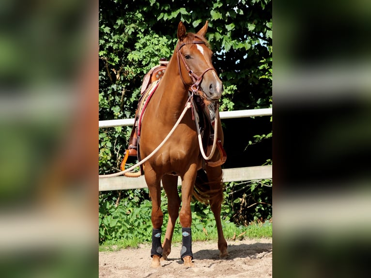 American Quarter Horse Mare 2 years 14,2 hh Chestnut in Stade