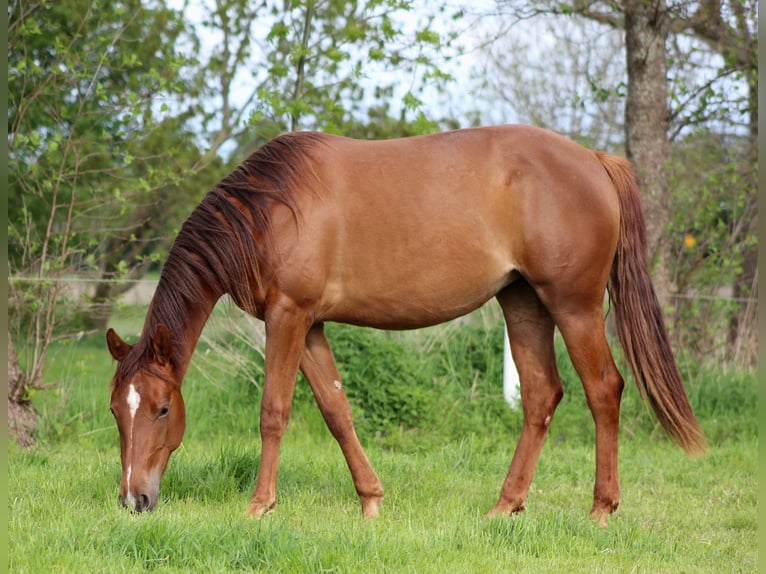 American Quarter Horse Mare 2 years 14,2 hh Chestnut in Stade