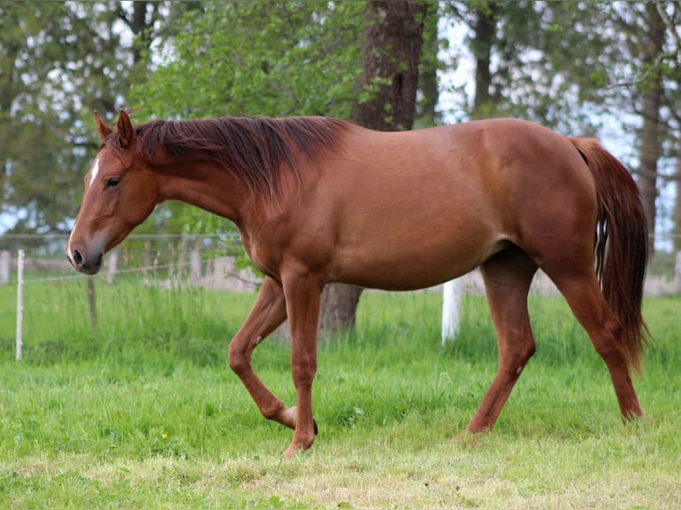 American Quarter Horse Mare 2 years 14,2 hh Chestnut in Stade