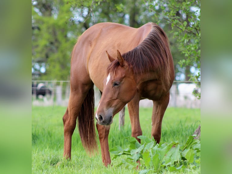 American Quarter Horse Mare 2 years 14,2 hh Chestnut in Stade