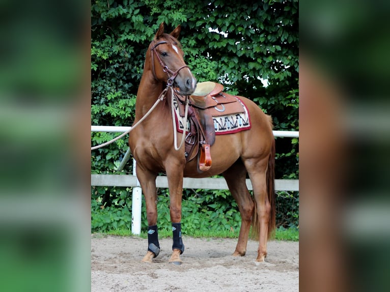 American Quarter Horse Mare 2 years 14,2 hh Chestnut in Stade