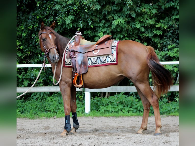 American Quarter Horse Mare 2 years 14,2 hh Chestnut in Stade
