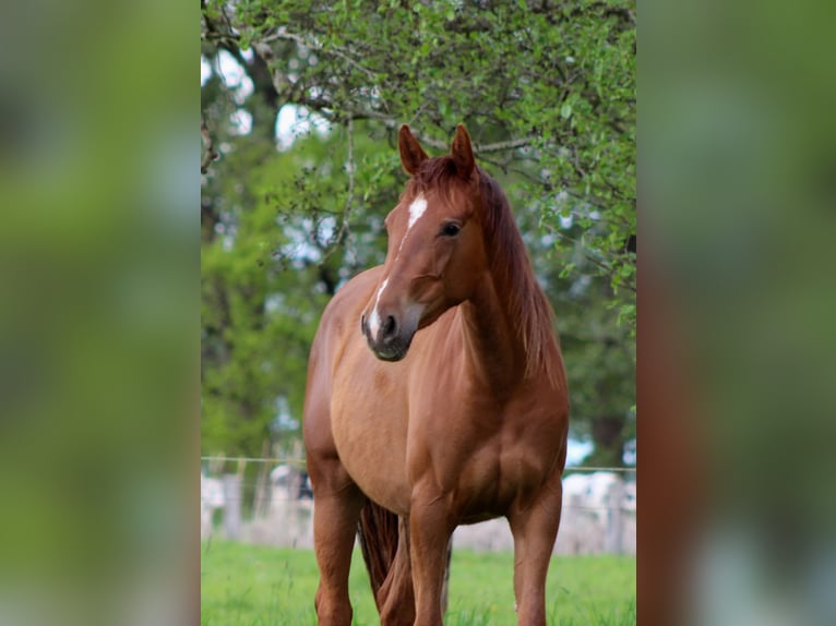 American Quarter Horse Mare 2 years 14,2 hh Chestnut in Stade