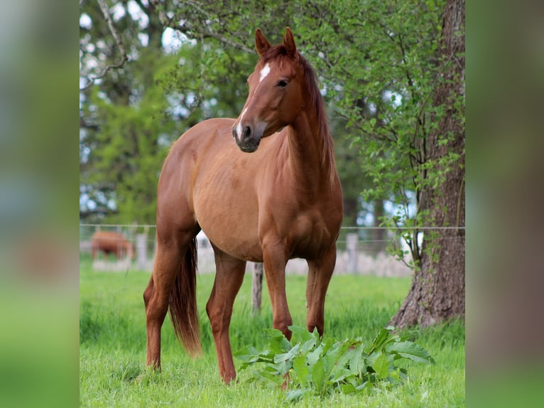 American Quarter Horse Mare 2 years 14,2 hh Chestnut in Stade