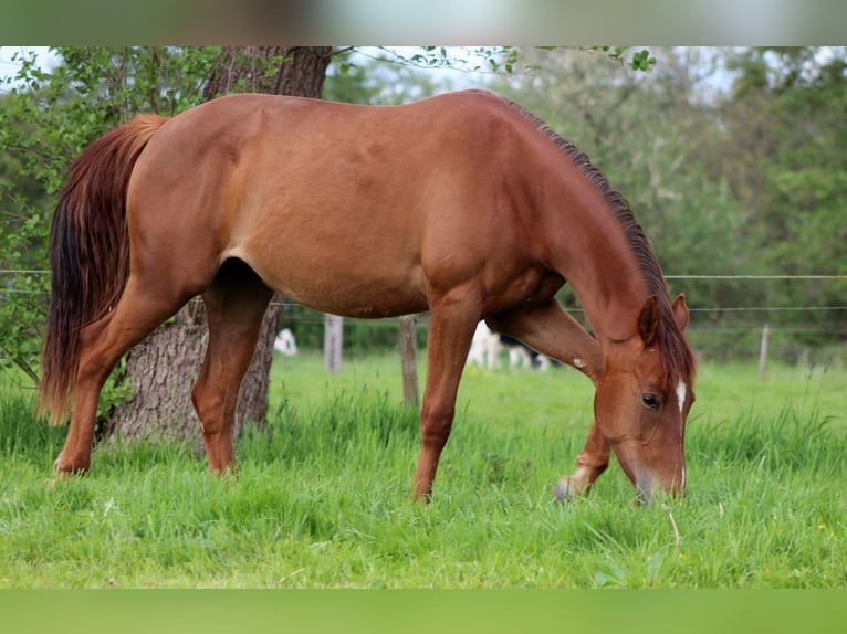 American Quarter Horse Mare 2 years 14,2 hh Chestnut in Stade