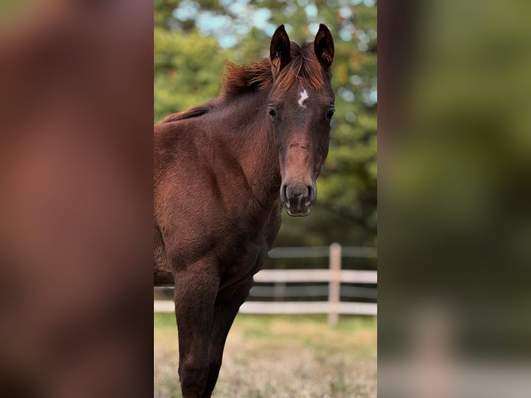 American Quarter Horse Mare 2 years 14,2 hh Chestnut in Ludwigslust