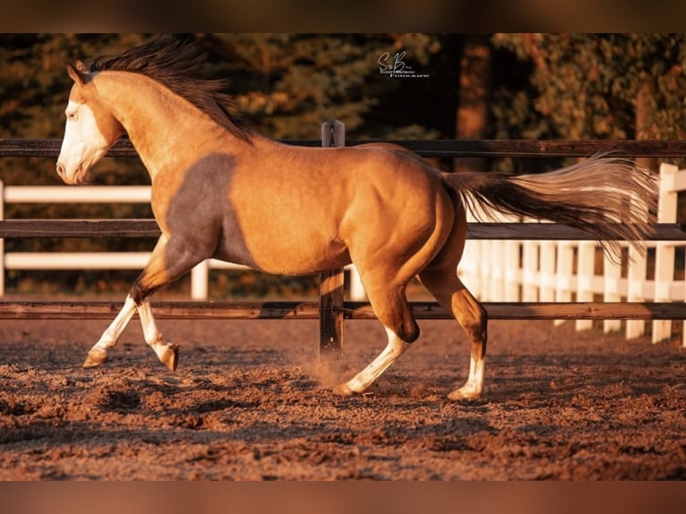 American Quarter Horse Mix Mare 2 years 14,2 hh Perlino in Oberlangen