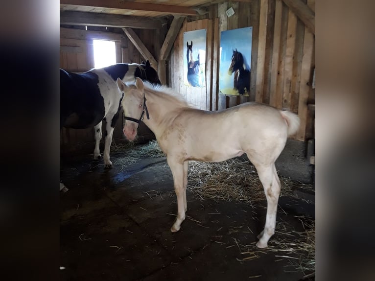 American Quarter Horse Mix Mare 2 years 14,2 hh Perlino in Oberlangen