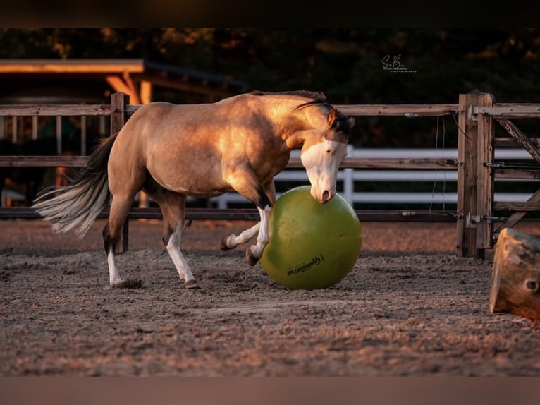 American Quarter Horse Mix Mare 2 years 14,2 hh Perlino in Oberlangen
