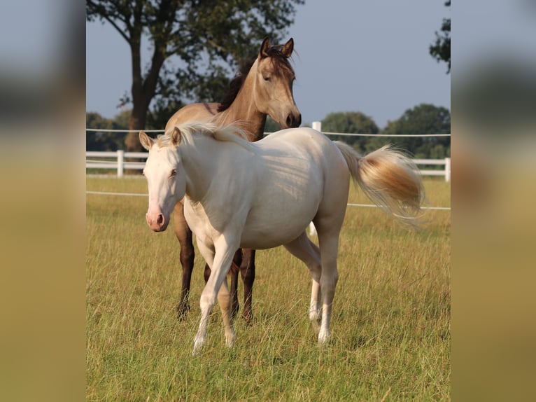 American Quarter Horse Mix Mare 2 years 14,2 hh Perlino in Oberlangen
