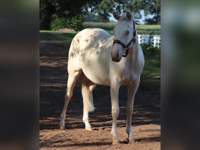 American Quarter Horse Mix Mare 2 years 14,2 hh Perlino in Oberlangen