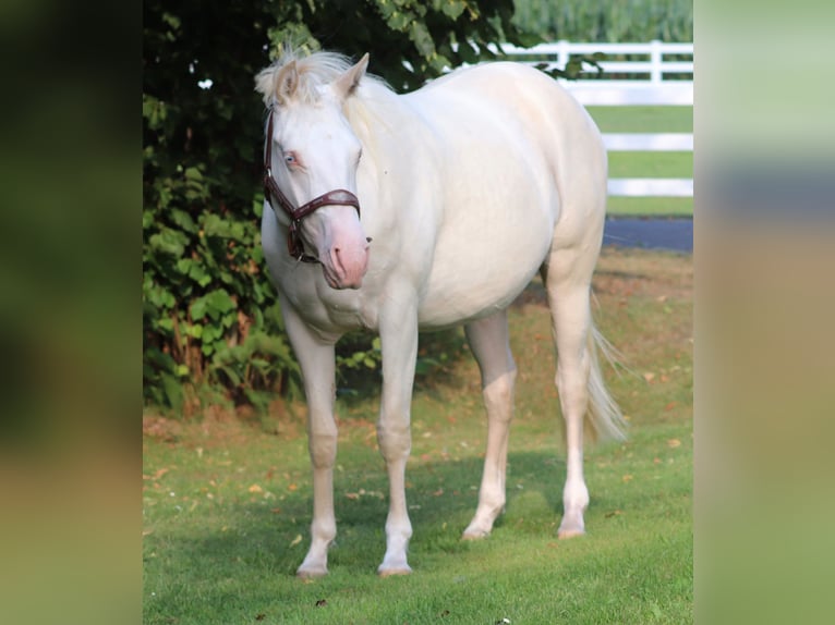 American Quarter Horse Mix Mare 2 years 14,2 hh Perlino in Oberlangen