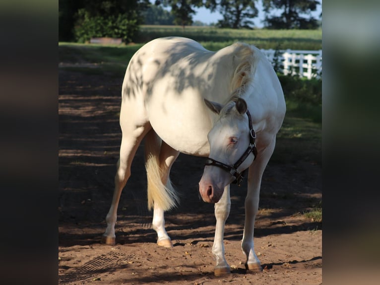 American Quarter Horse Mix Mare 2 years 14,2 hh Perlino in Oberlangen
