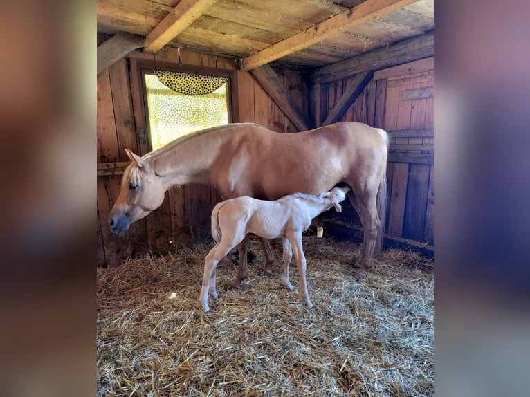 American Quarter Horse Mix Mare 2 years 14,2 hh Perlino in Oberlangen