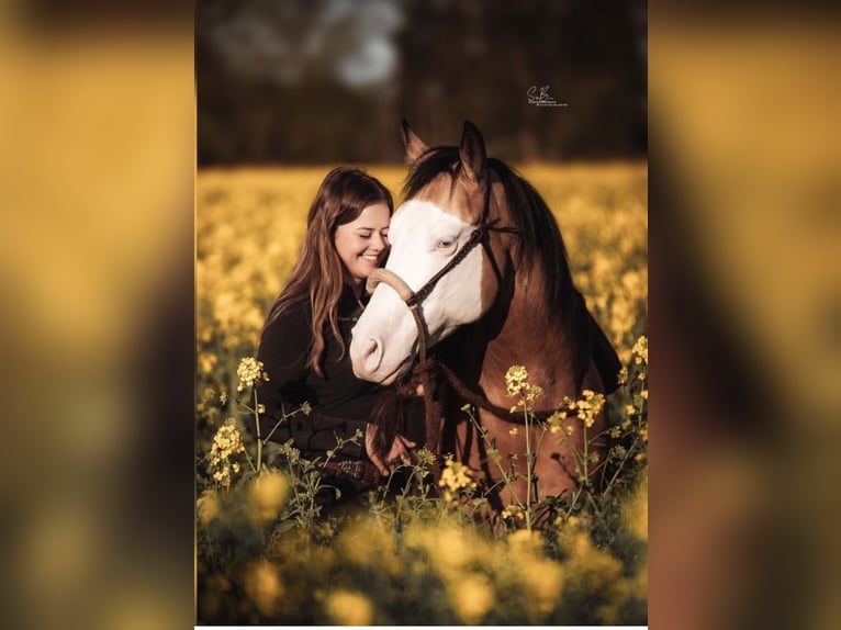 American Quarter Horse Mix Mare 2 years 14,2 hh Perlino in Oberlangen