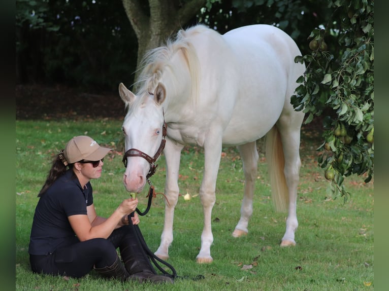 American Quarter Horse Mix Mare 2 years 14,2 hh Perlino in Oberlangen
