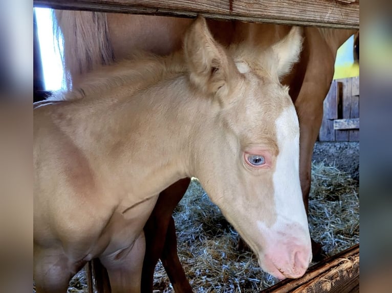 American Quarter Horse Mix Mare 2 years 14,2 hh Perlino in Oberlangen