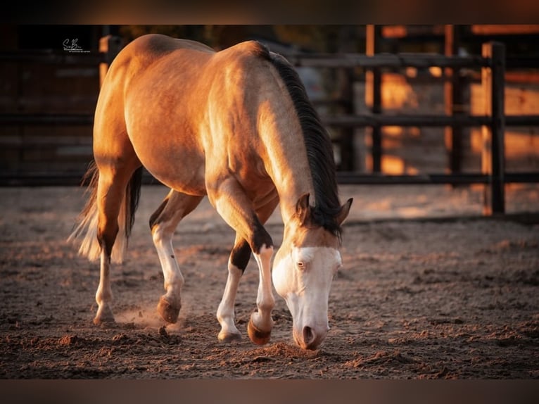 American Quarter Horse Mix Mare 2 years 14,2 hh Perlino in Oberlangen
