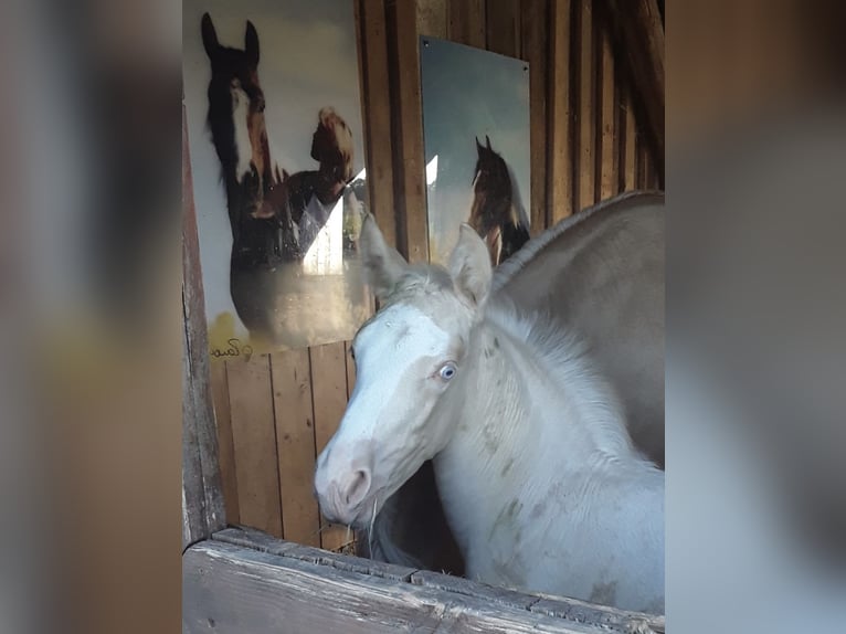 American Quarter Horse Mix Mare 2 years 14,2 hh Perlino in Oberlangen