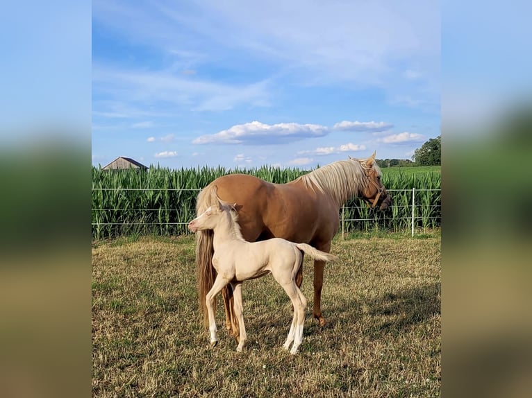 American Quarter Horse Mix Mare 2 years 14,2 hh Perlino in Oberlangen