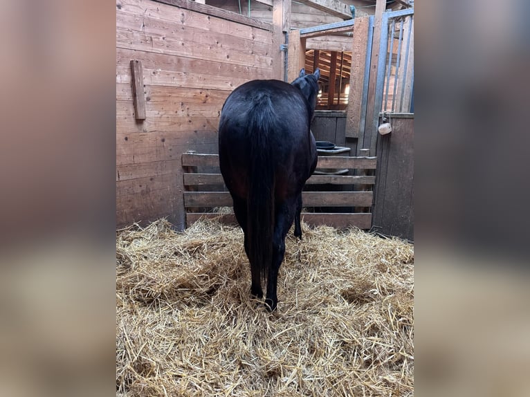 American Quarter Horse Mare 2 years 14,2 hh Smoky-Black in Wilhelmsburg