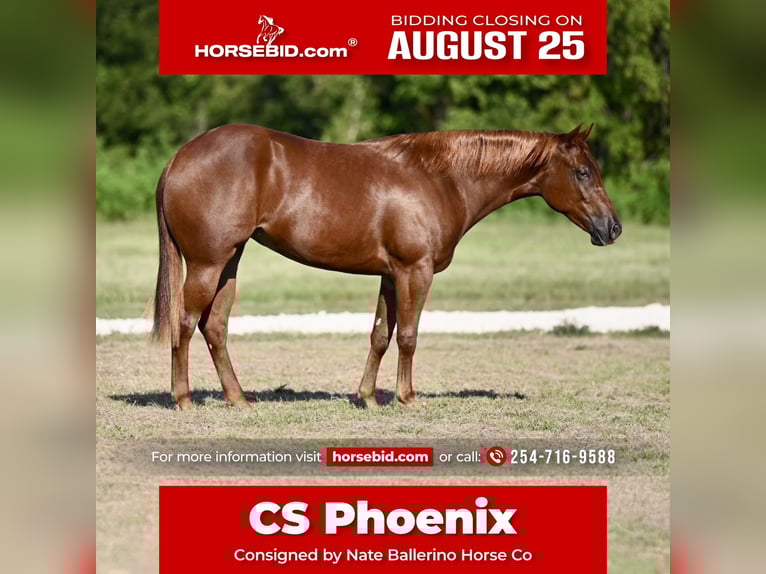 American Quarter Horse Mare 2 years 14,2 hh Sorrel in Waco, TX