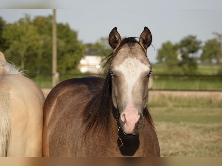 American Quarter Horse Mare 2 years 14,3 hh Buckskin in Erkelenz