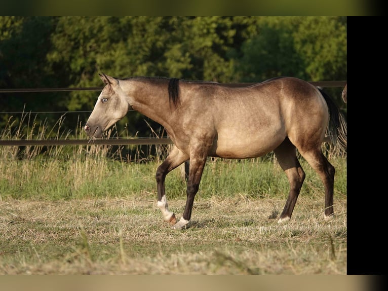 American Quarter Horse Mare 2 years 14,3 hh Buckskin in Erkelenz