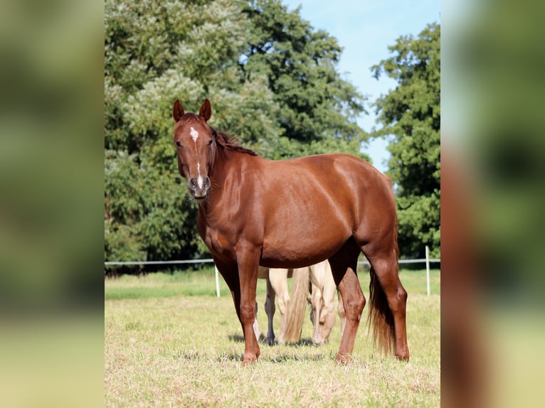 American Quarter Horse Mare 2 years 14,3 hh Chestnut in Stade