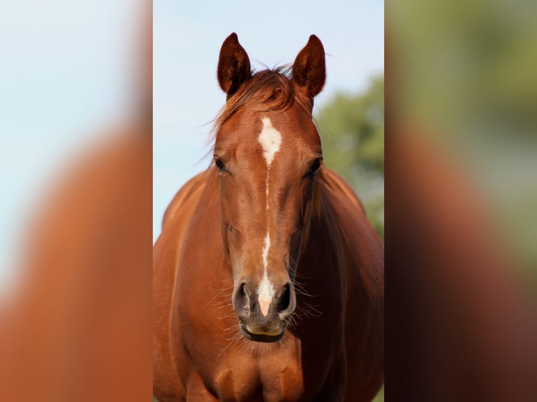American Quarter Horse Mare 2 years 14,3 hh Chestnut in Stade