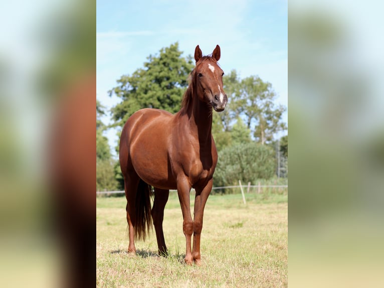 American Quarter Horse Mare 2 years 14,3 hh Chestnut in Stade