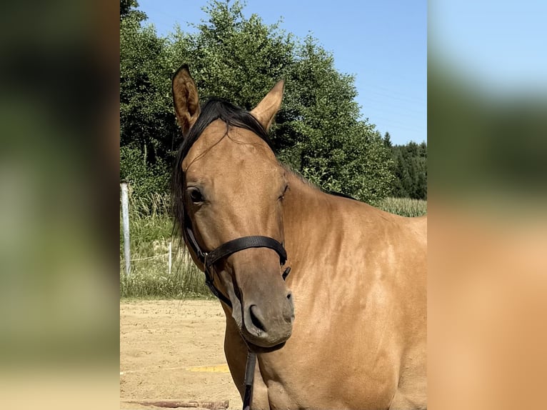 American Quarter Horse Mare 2 years 14,3 hh Dun in Ampflwang