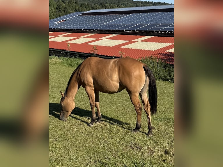 American Quarter Horse Mare 2 years 14,3 hh Dun in Ampflwang