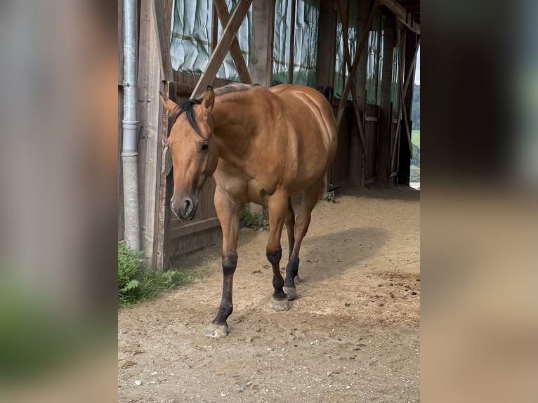 American Quarter Horse Mare 2 years 14,3 hh Dun in Ampflwang